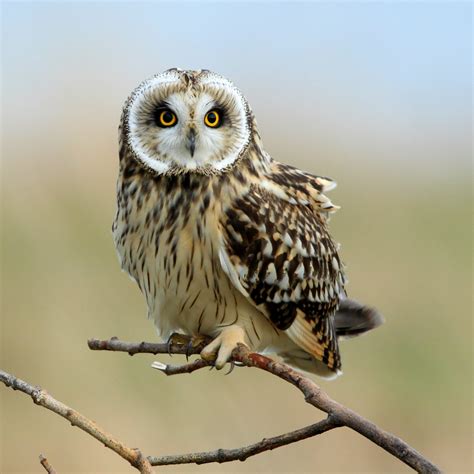 3 Owl Species That Live In Ireland Nature Blog Network