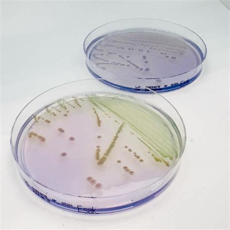 Enterobacter Cronobacter Sakazakii Isolation Agar EWC Diagnostics