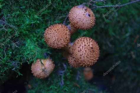 Pholiota Squarrosa Es Una Especie De Hongo De La Familia Strophariaceae