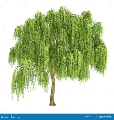 Weeping Willow Tree Isolated Stock Illustration Illustration Of Leaf