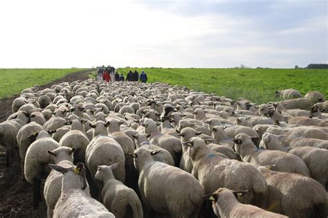 La Viande D Agneau De Pr S Sal S De La Baie De Somme Est Une Aop Ce