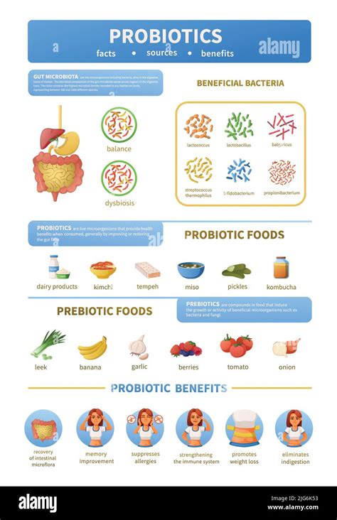 Probiotics Infographics Cartoon Set With Categorized Icons Of Prebiotic