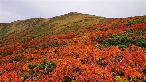 「神の絨毯」 栗駒山 みんなの写真館 ヤマケイオンライン Yamakei Online 山と溪谷社