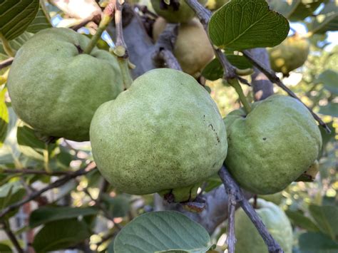 Guayaba Fruit Tree