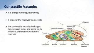 Phylum Euglenophyta (Euglena) | PPT