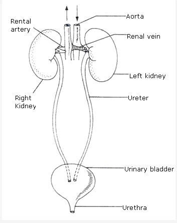 Frank Icse Class Biology Solutions Excretory System A Plus