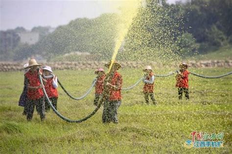 江西庐山市：鄱阳湖区灭钉螺（组图） 九江频道 中国江西网首页