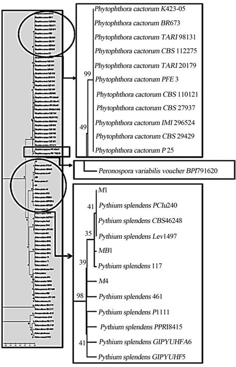 Phylogenetic Identification Of Pathogenic Fungi From Apple In Batu City