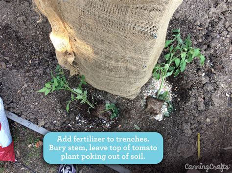 Trench Planting Tomatoes For Epic Root Growth And Strong Plants