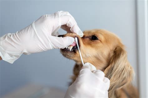 【獣医師監修】犬の「抜歯」で後悔しないために！全身麻酔のリスクや手術費用、時間、術後の注意点は？｜hotto（ホット）