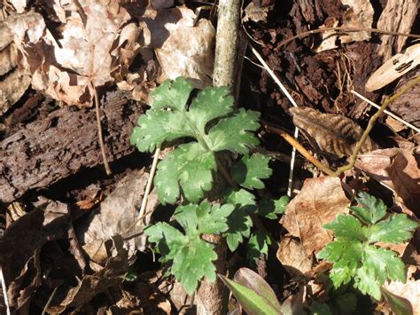 Waterleaf Hairy Mammoth Cave Area Flora