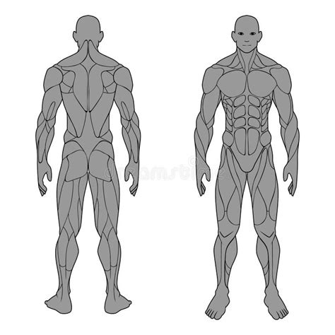 Menschliche Anatomie Männliche Muskeln Stock Abbildung Illustration