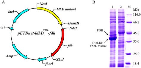 Construction Of E Coli Bl21de3 Harboring Petduet Ldhdy52l Fdh A