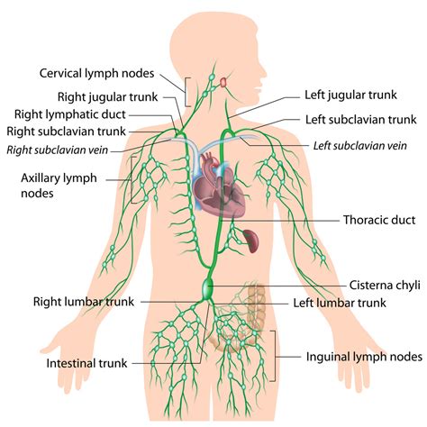 Lymphatic System Diagram | Quizlet