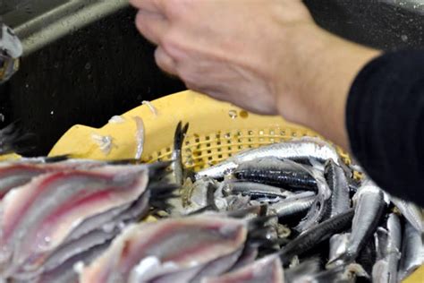 Elaboración artesanal de anchoa cantábrica atlántica y boquerones