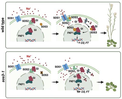 科学网—the Plant Cell：sos3通过gi调控拟南芥在盐胁迫下的开花时间 郝兆东的博文