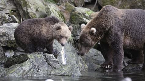 How PETA Took Action for Kodiak Bears Who Escaped | Blog