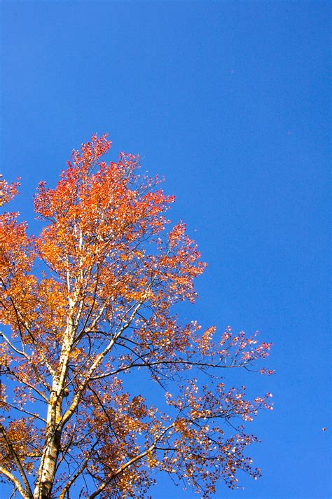 Free Images Tree Branch Blossom Sky Sunlight Leaf Flower