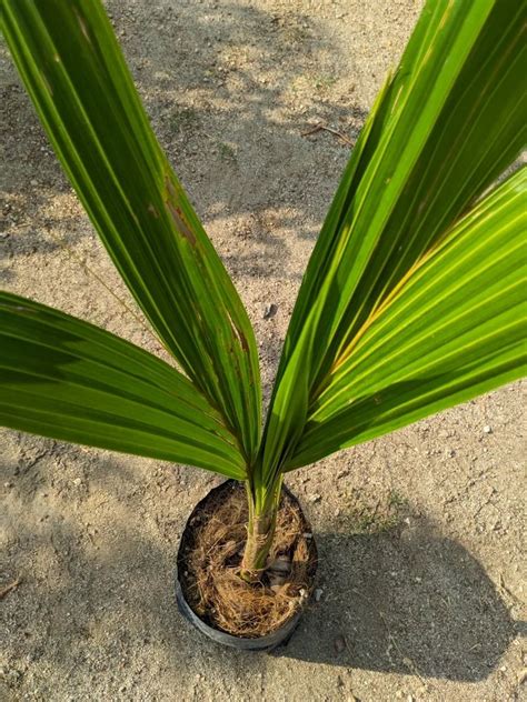 Full Sun Exposure Green West Coast Tall Coconut Plant For Garden