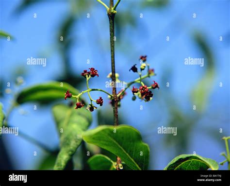 Sandalwood Flowers Blooming In Early Spring Stock Photo Alamy