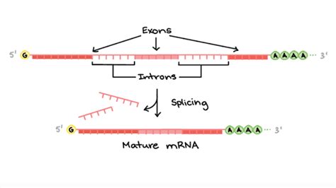 Diagram Of Mrna Processing Rna Eukaryotic Processing Poly Ta