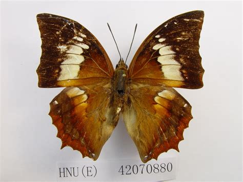 白带螯蛱蝶 Charaxes bernardus 物种库 国家动物标本资源库