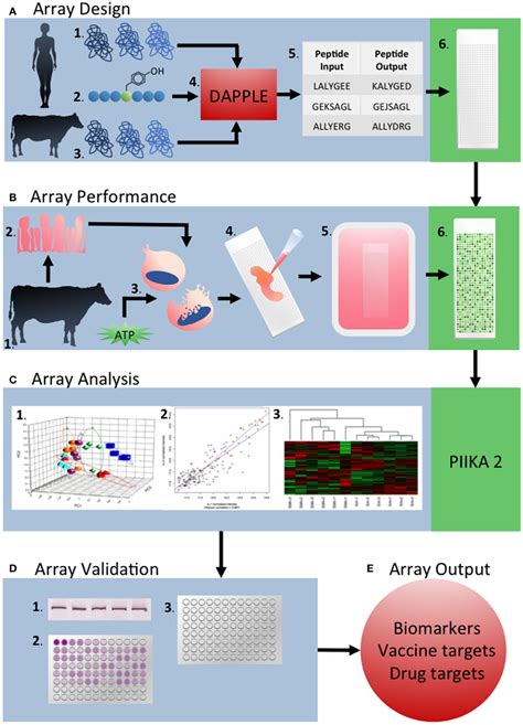 Frontiers Peptide Arrays For Kinome Analysis Of Livestock Species