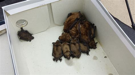 Bat Trapping Macomb County Mi Michigan Bat Control Inc