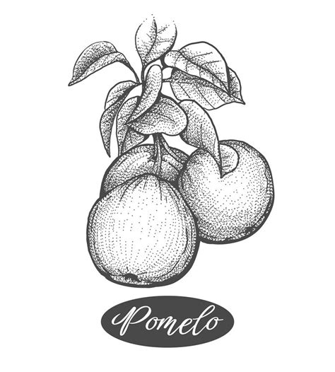 Pomelos Branch Etching By Vectortatu TheHungryJPEG