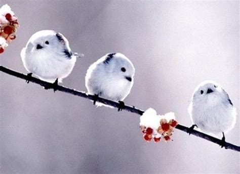 Three Small White Birds Sitting On Top Of A Branch