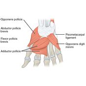 muscles of thenar eminence - Captions Nature