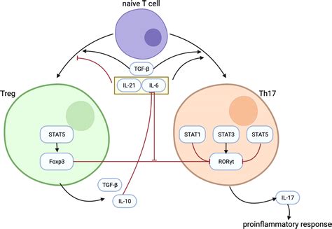 Frontiers The Immunomodulation Role Of Th And Treg In Renal