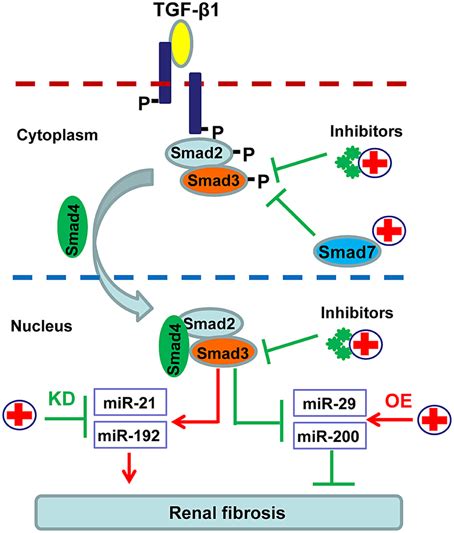 Frontiers TGF β Smad signaling in renal fibrosis Physiology