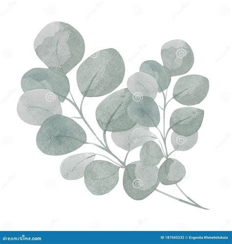 Watercolor Illustration Of A Green Eucalyptus Branch With Foliage Hand