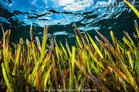 Stock Photo Of Turtlegrass Thalassia Testudinum A Type Of Seagrass