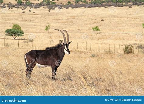 Sable Buck Stock Photo Image Of Wild Africa Buck 77761628