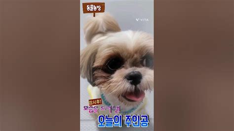 공달라고 소리치는 댕댕이쥬스😁shorts 시츄 Puppy Youtube