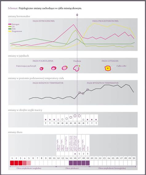 Regulowanie Cyklu Miesi Czkowego Keep Fit In Style Codzienna Dawka