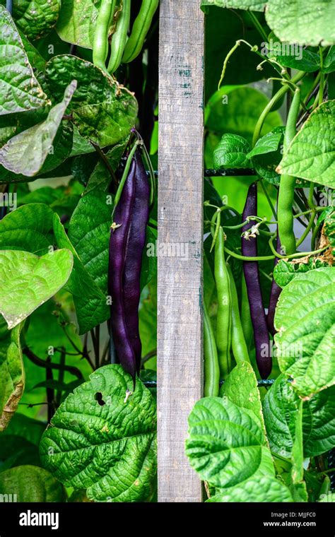 Climbing Beans Hi Res Stock Photography And Images Alamy