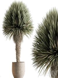 outdoor plants  yuka tree