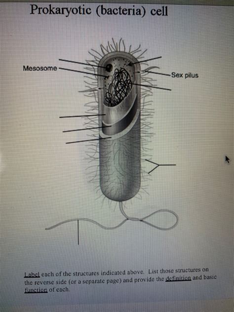 Solved Prokaryotic Bacteria Cell Mesosome Sex Pilus Label