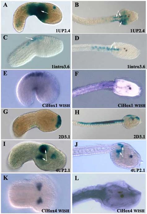 Sea Squirt Development Embryology