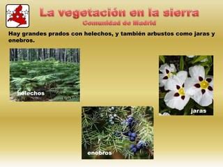 El suelo la vegetación y la fauna PPT