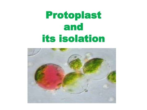 Protoplast Culture | PPT