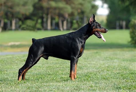 Todos Los Colores Y Tipos Del Doberman Pinscher