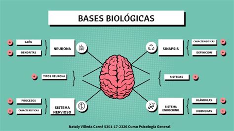 Bases Biol Gicas