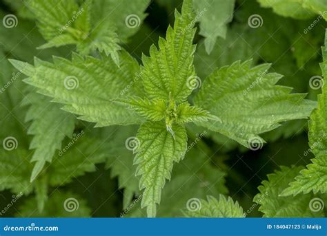 Urtica Dioica Often Called Common Nettle Or Stinging Nettle Stock