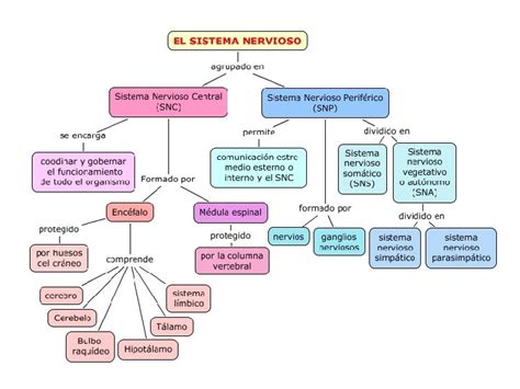 Ciclos Reproductores Y Fecundacin Aprendizajes Esperados Explicar Ciclos