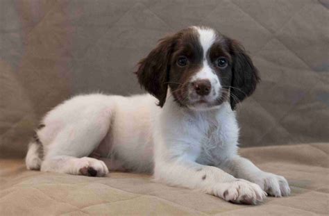 English Springer Spaniel Puppies For Sale In Connecticut