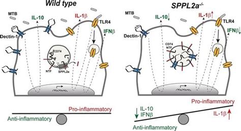 Deficiency Of The Intramembrane Protease Sppl2a Alters